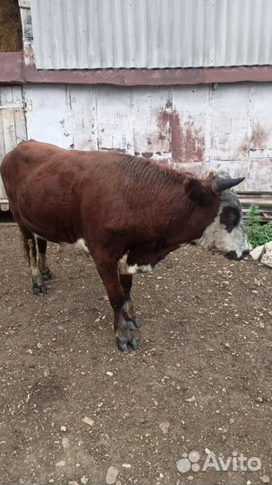 Бык на мясо