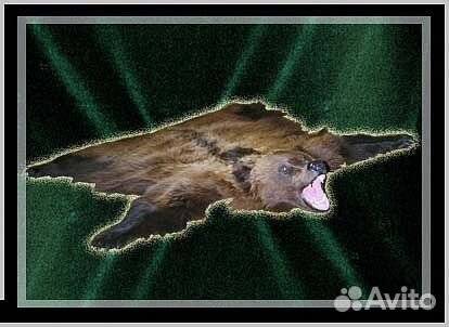 Таксидермия, изготовление любых чучел