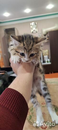 Котята отдам бесплатно