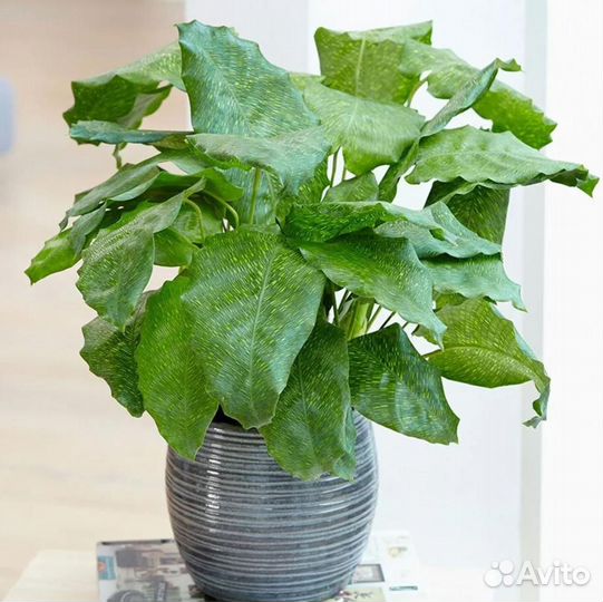 Калатея мозаичная Нетворк