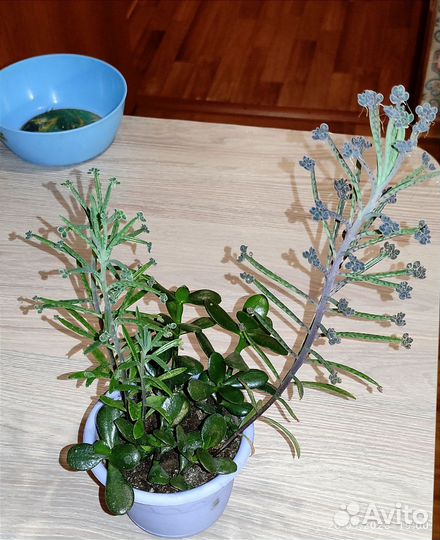 Суккуленты