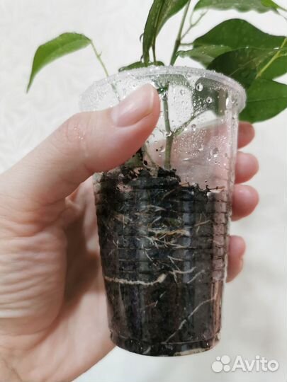 Фикус бенджамина