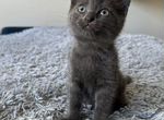 Русский голубой котенок 1 месяц