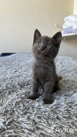 Русский голубой котенок 1 месяц объявление продам