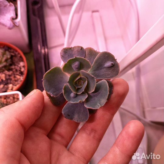 Суккуленты, редкие эхиверии