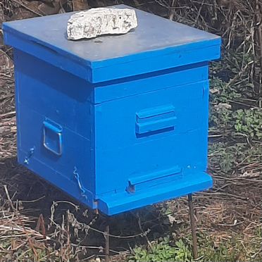 Продается пасека