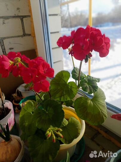 Герань пеларгония