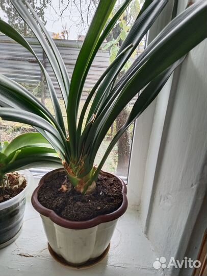 Кливия красная