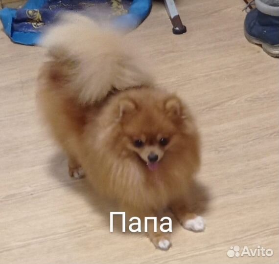 Померанский шпиц