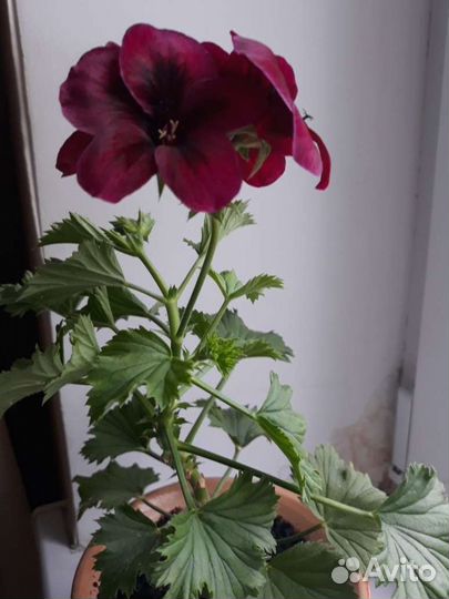 Цветы королевская пеларгония