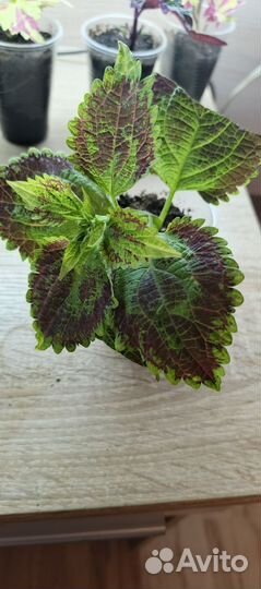 Колеусы сортовые