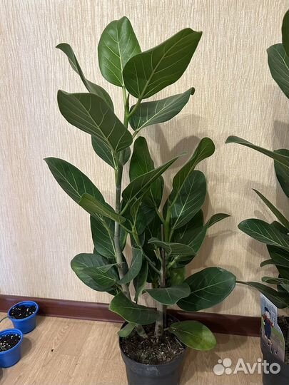 Фикус бенгальский Андрей