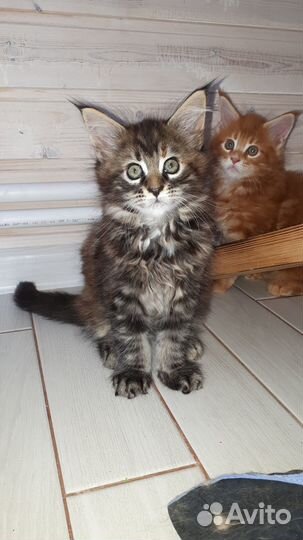 Мейн-кун