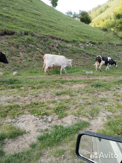 Корова дойная