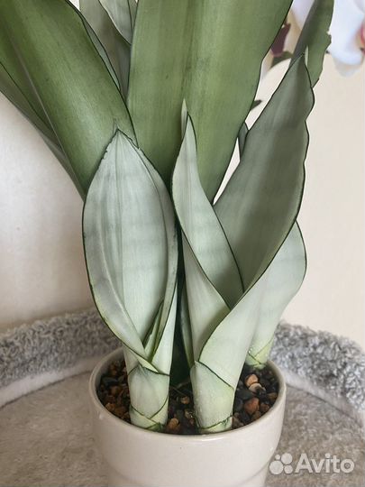 Сансевиерии сортовые