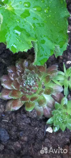 Многолетние неприхотливые садовые растения