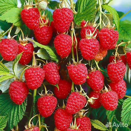 Ремонтантная малина