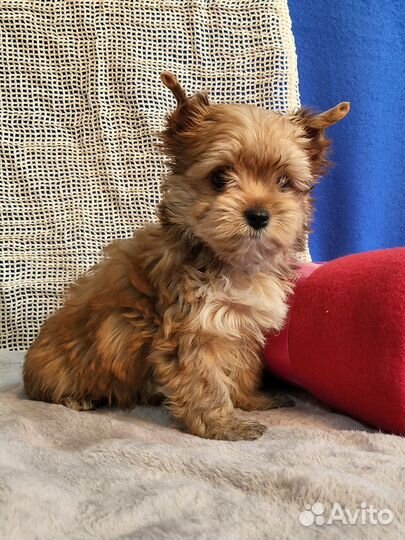 Русская салонная собака золотой йорк девочки
