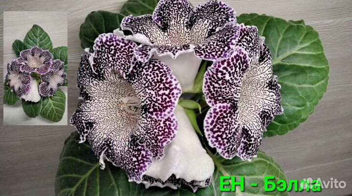 Глоксинии сортовые