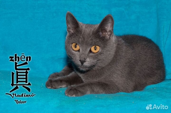 Дымчатая кошечка