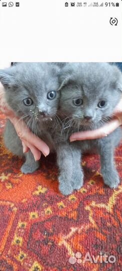 Отдам котят от красавицы британки