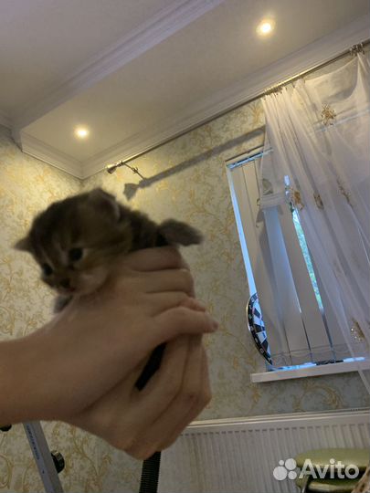 Отдам в добрые руки котят девочек