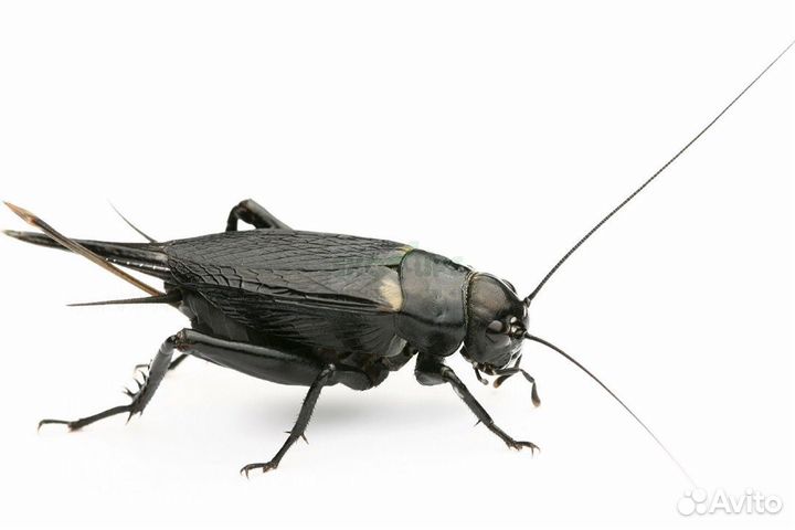 Сверчки заморозка