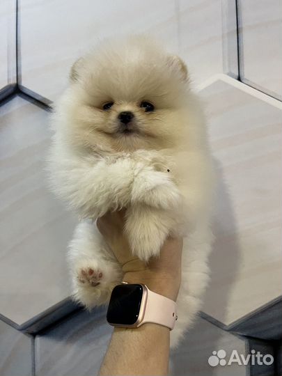 Померанский шпиц девочка