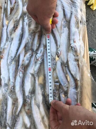 Мойва свежая, брикет - 24 кг