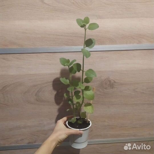 Мята Комнатная/Плектрантус Ароматный