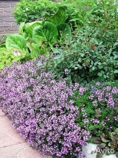 Тимьян ползучий