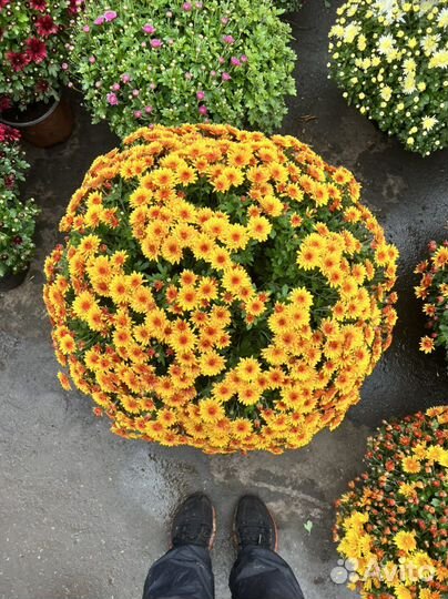 Хризантема