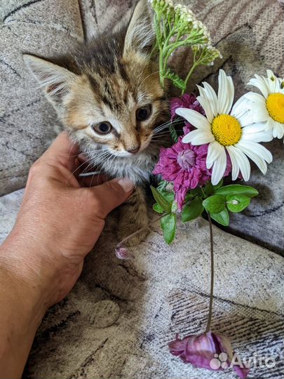 Котята в добрые руки бесплатно