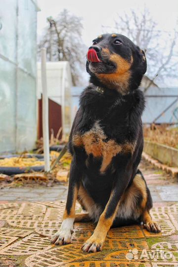 В добрые руки