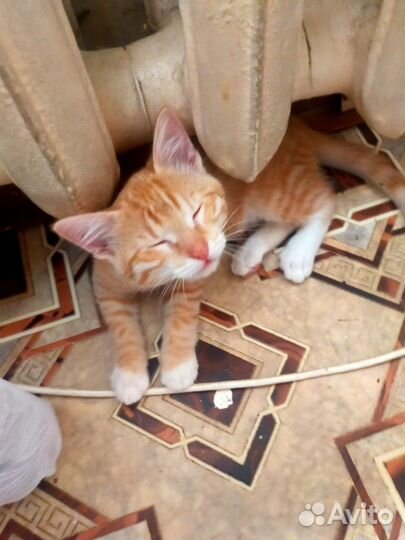 Котята в добрые руки, мальчики