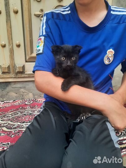 Британские котята