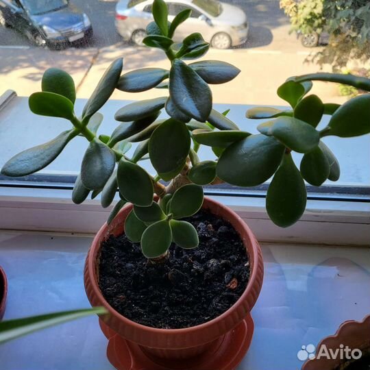 Цветы: алоэ, хлорофитум, эпифиллум, толстянка