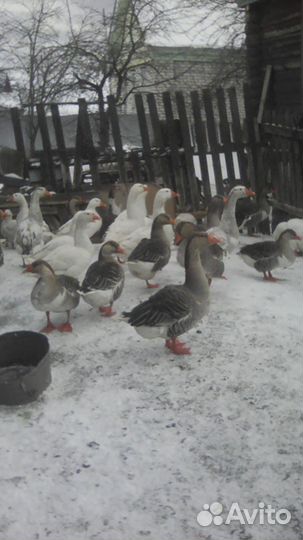 Инкубационное яйцо гусей домашн