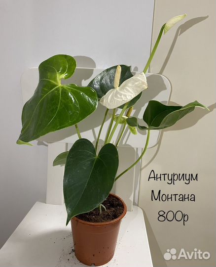 Антуриум Монтана