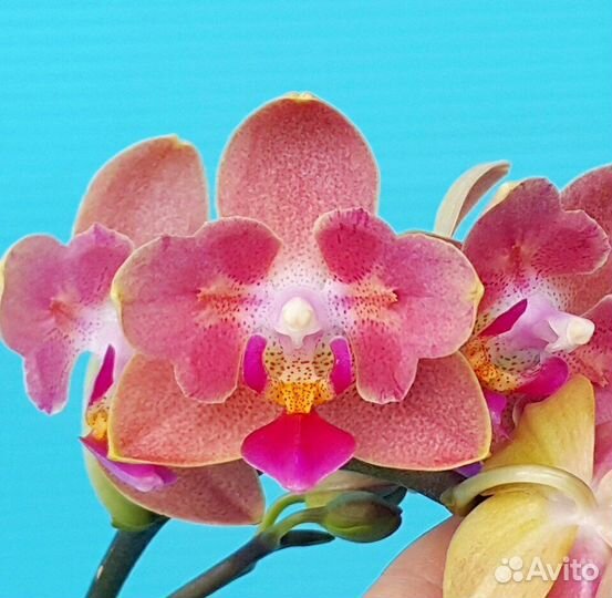 Орхидея фаленопсис