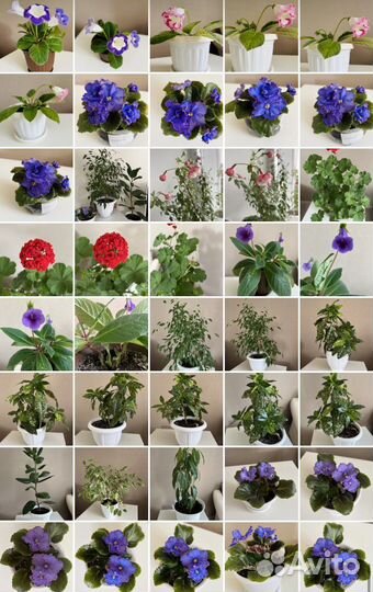 Цветущие Фиалки Глоксинии Фуксии Герани