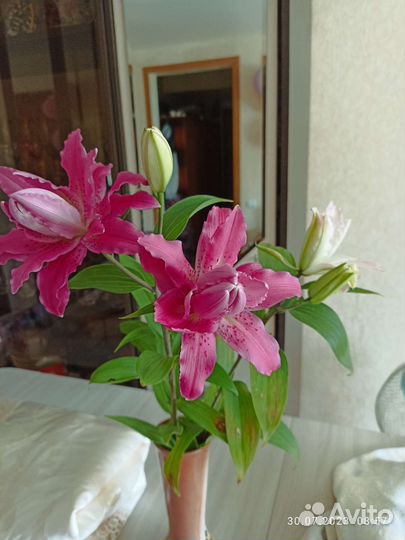 Лилия цветы букеты