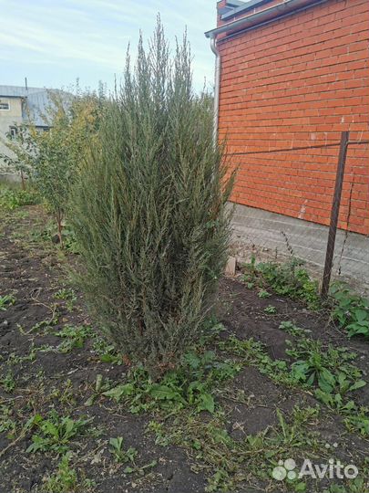 Продам можжевельник