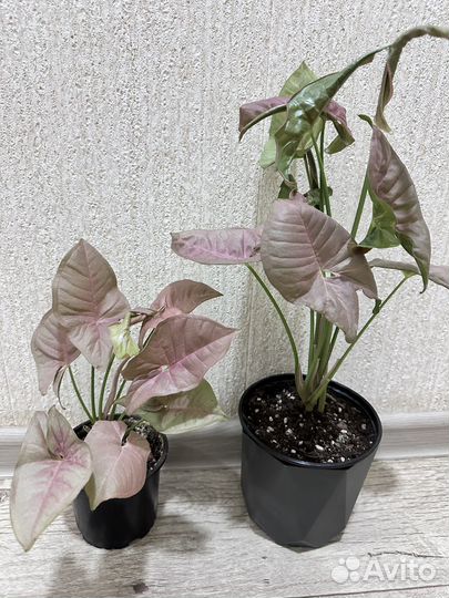 Комнатные растения цветы