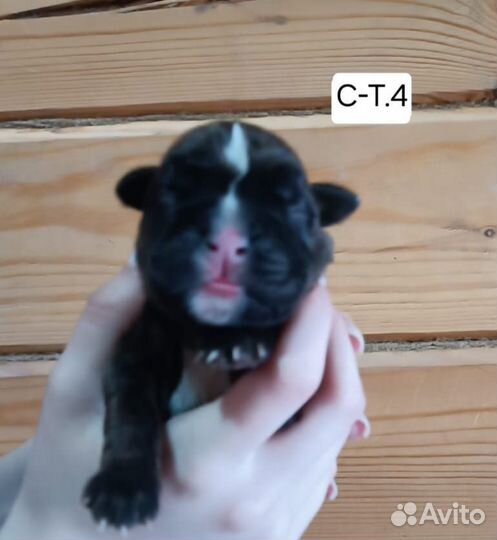 Боксер-это навсегда