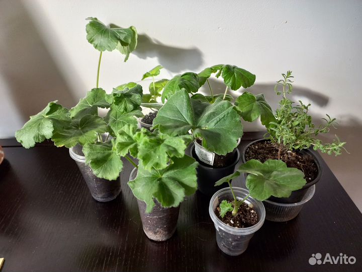 Комнатные растения цветы