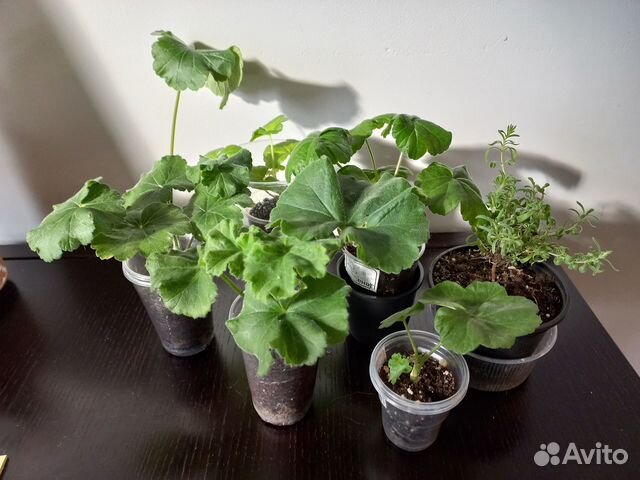 Комнатные растения цветы