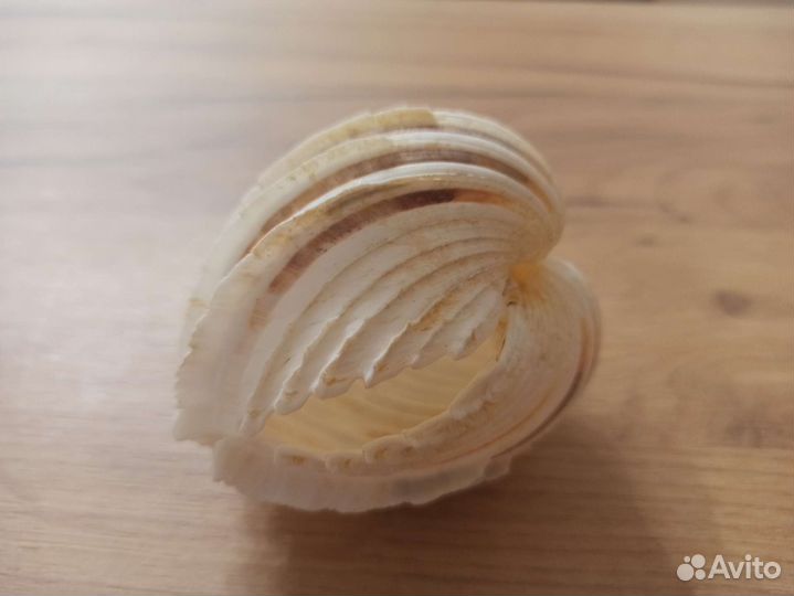 Морская раковина