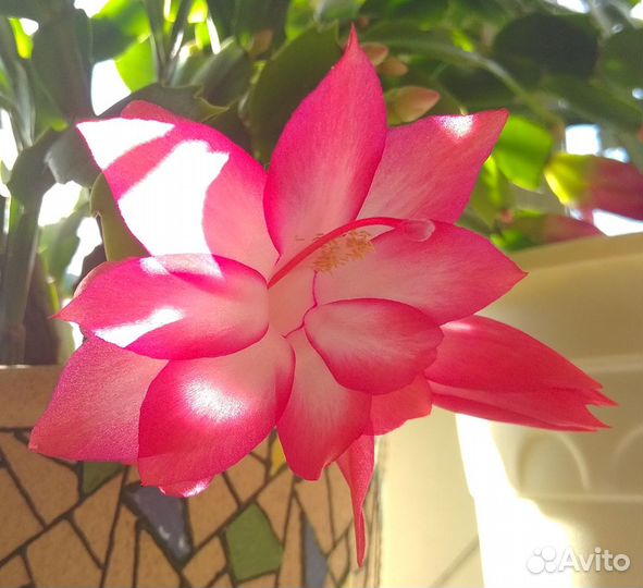 Шлюмбергера(декабрист, рождественник, зигокактус)