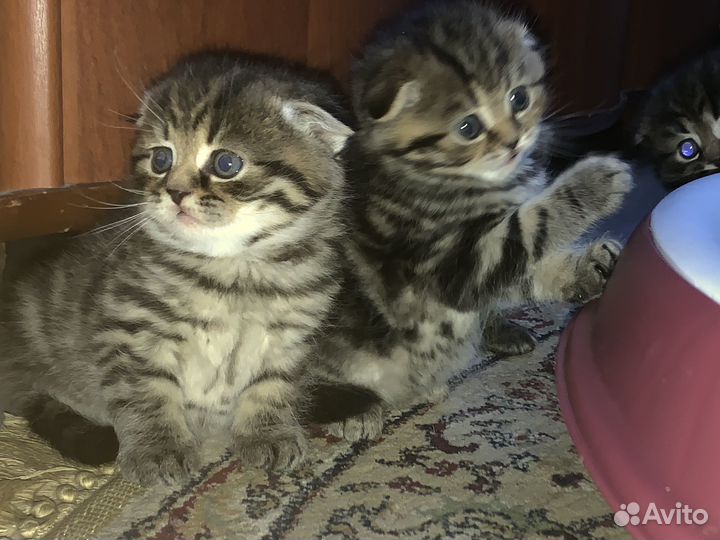Котята шотландский скотишь фолд